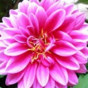 Meet your Posher, Jenny